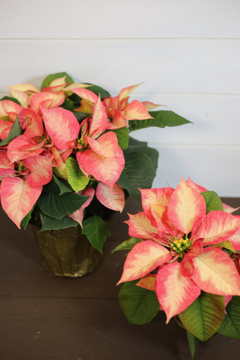 Poinsettia Ice Crystals