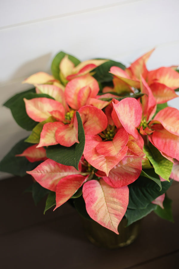 Poinsettia Ice Crystals