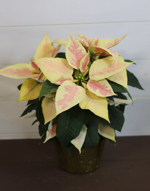 Poinsettia  Marble