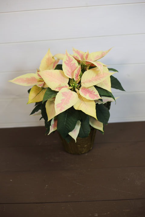 Poinsettia  Marble