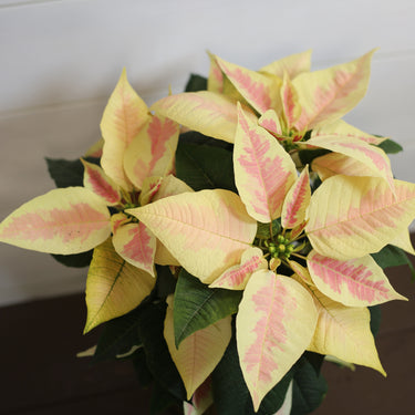 Poinsettia  Marble