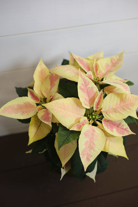 Poinsettia  Marble