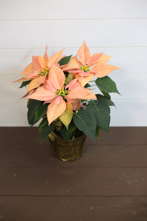 Poinsettia Candy Cinnamon
