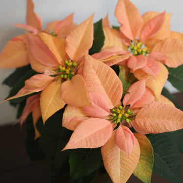Poinsettia Candy Cinnamon