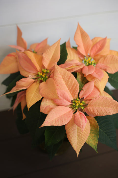 Poinsettia Candy Cinnamon