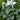 Cyclamen Halios Pure White