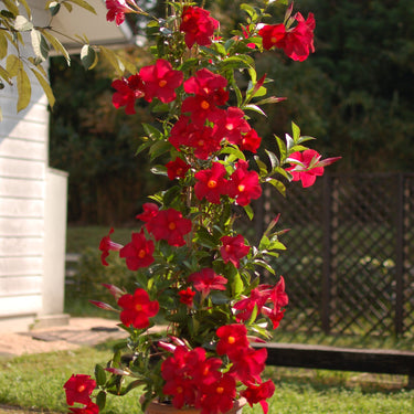 Sundenia® Red Mandevilla