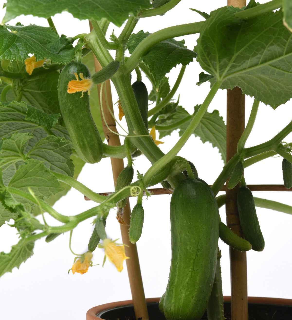 Cucumber Quick Snack