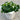 6" Green Oxalis with  Pot Cover