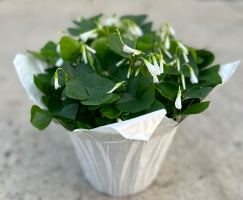 6" Green Oxalis with  Pot Cover