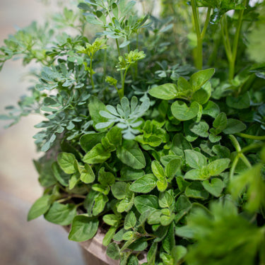 Mixed Herb Bowl