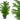 Araucaria Norfolk Island Pine