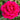 Nothing but Class Rose