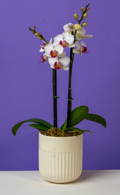 Phalaenopsis Mini Assortment