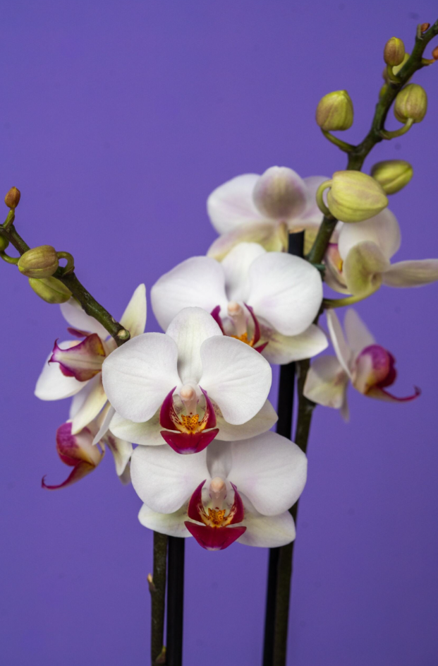Phalaenopsis Mini Assortment - Thumbnail 4