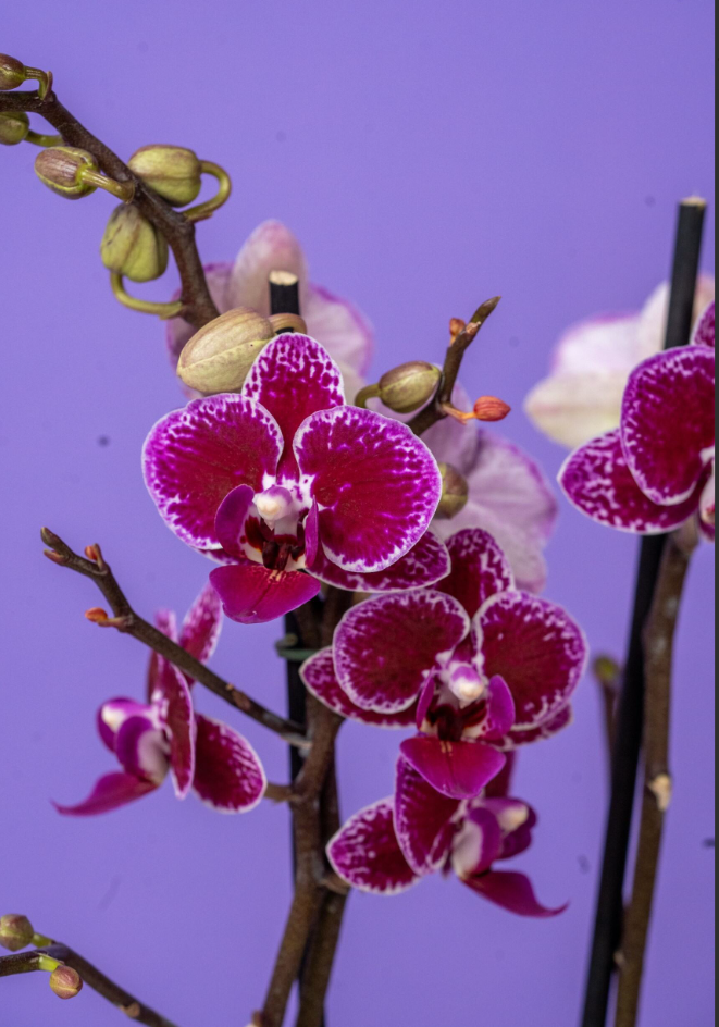 Phalaenopsis Mini Assortment - Thumbnail 3