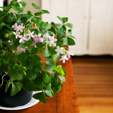 6" Green Oxalis with  Pot Cover