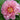 Garden Candy™ Double Bubble Pink™ Itoh Peony - Monrovia