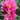 Garden Candy™ Evie Jane Itoh Peony - Monrovia
