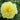Garden Candy™ Pineapple Fizz™ Itoh Peony - Monrovia