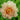 Paeonia Itoh Garden Candy Summer Sunset - Monrovia