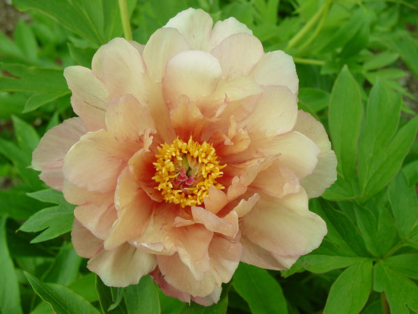 イマン　ダイアナローズ　Gardenボード Paeonia Itoh Garden Candy Summer Sunset - Monrovia – Armstrong