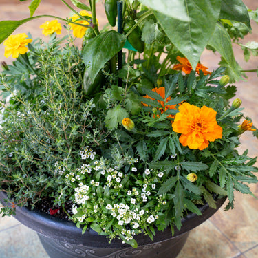 Fresh Bite Pepper & Herb Combo Pot
