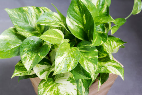 Bring Life Indoors with a Houseplant