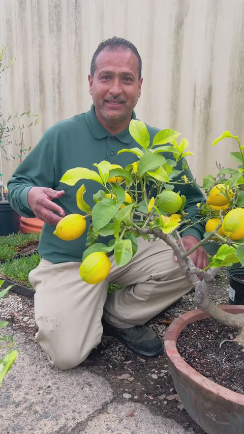 (Pre-Registration) Make & Take Class: Mini Bonsai Lemon Tree