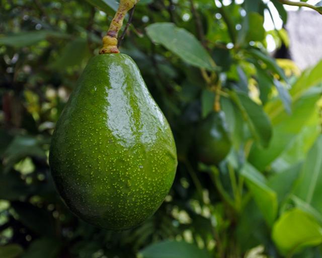 Avocado Sir Prize- Monrovia – Armstrong Garden Centers
