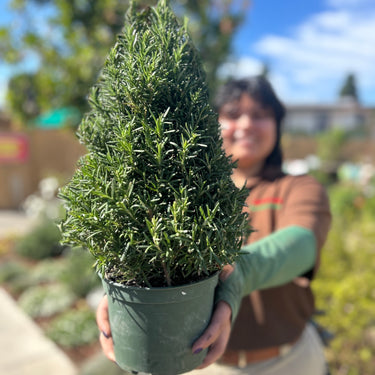 Rosemary Cone 6"