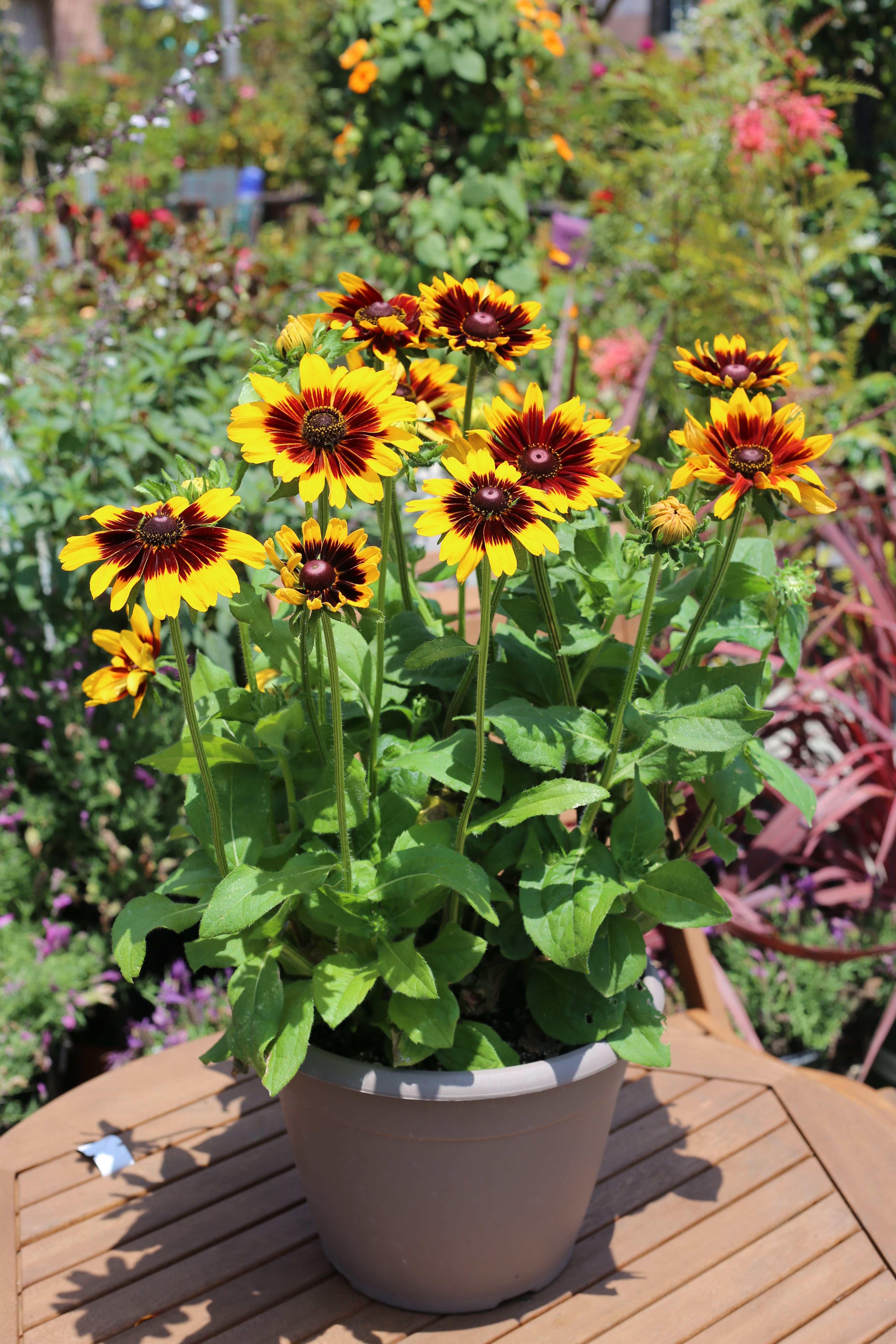 Rudbeckia hirta 'Denver Daisy' - Thumbnail 2