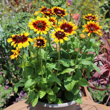 Rudbeckia hirta 'Denver Daisy'