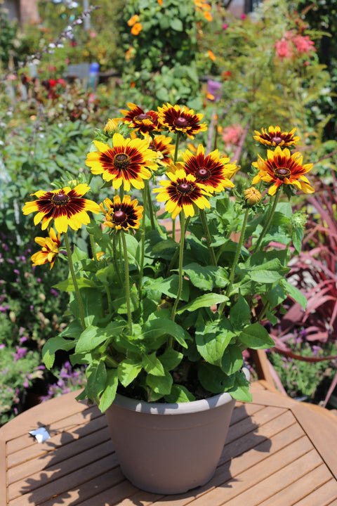 Rudbeckia hirta 'Denver Daisy'