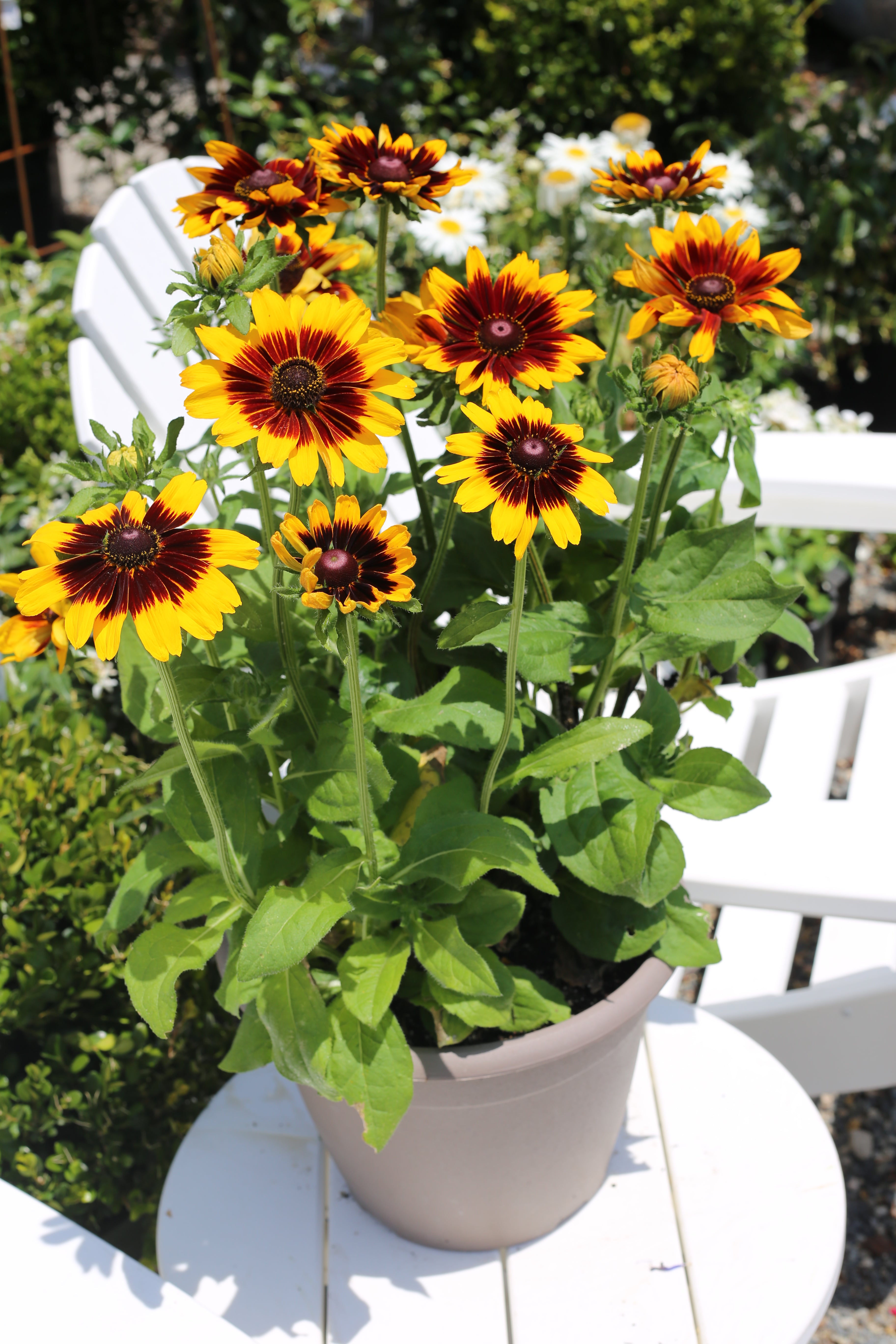 Rudbeckia hirta 'Denver Daisy'