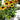 Rudbeckia hirta 'Denver Daisy'