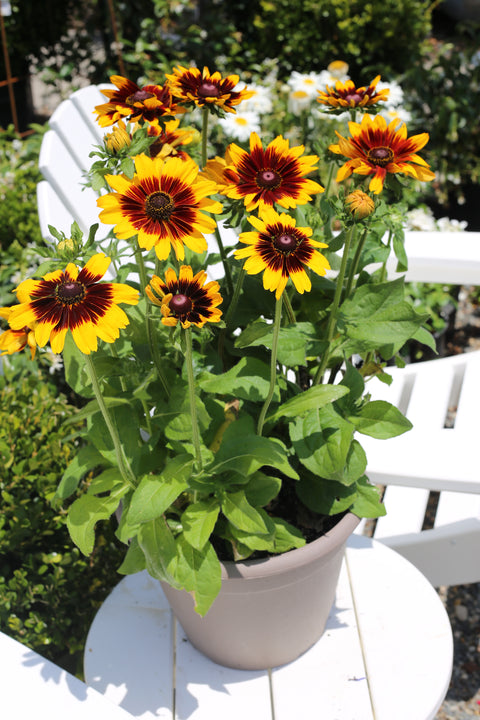 Rudbeckia hirta 'Denver Daisy'