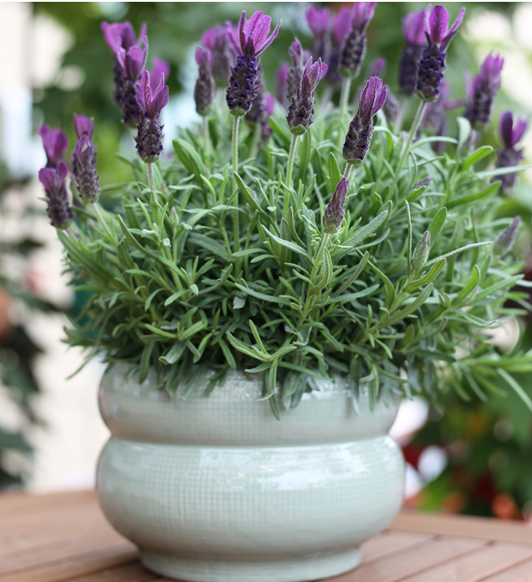 Lavandula Primavera - Thumbnail 3