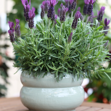 Lavandula Primavera