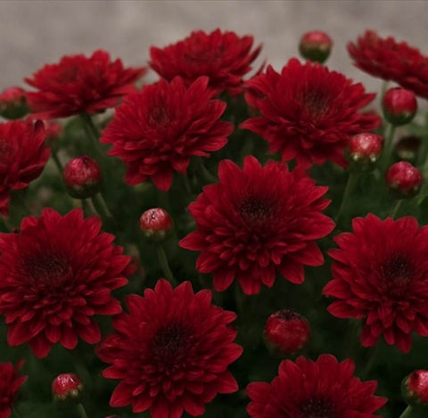 Garden Mum 'Selena Red'