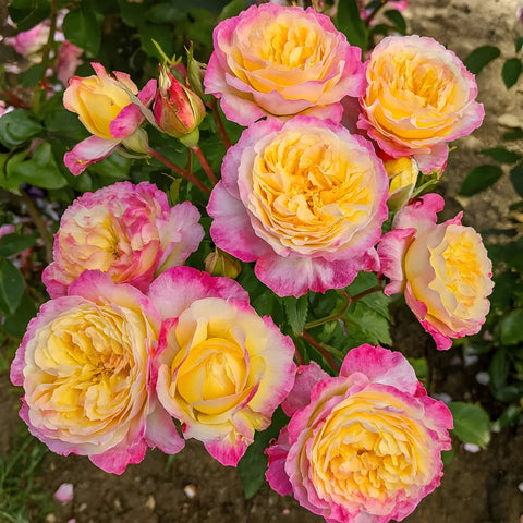 Best Selection of Roses Available Now