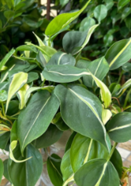 Philodendron Silver Stripe