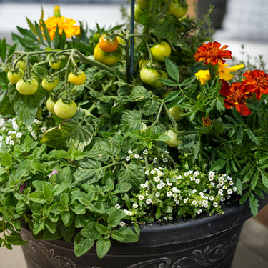 Patio Tomato & Herb Combo