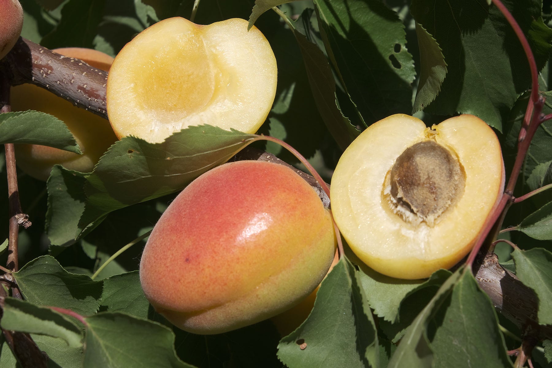 White Knockout Apricot