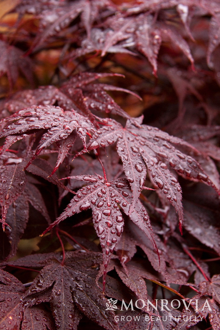 Red-Leaf Japanese Maple