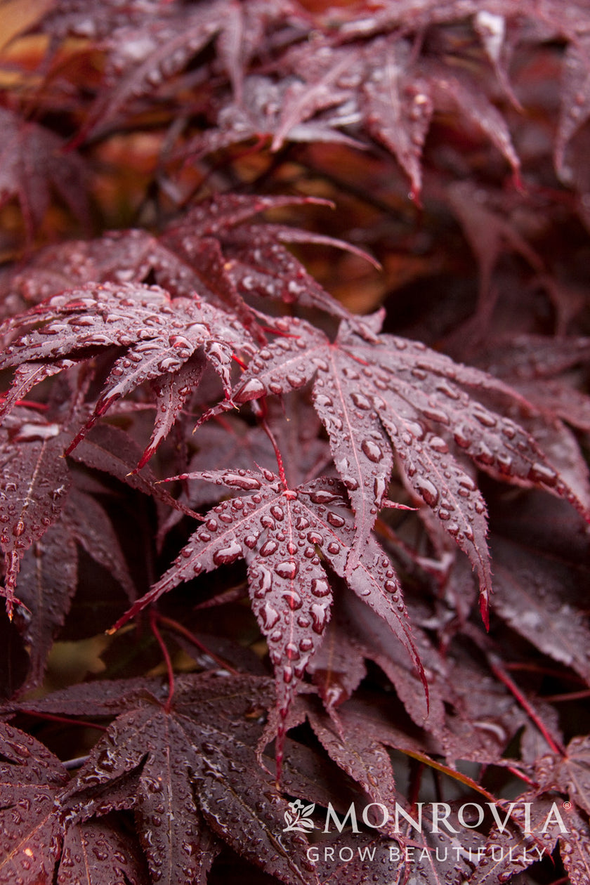 Red-Leaf Japanese Maple - Monrovia – Armstrong Garden Centers