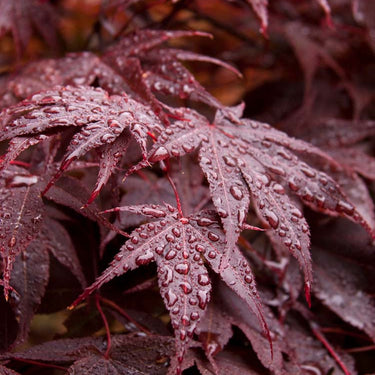 Red-Leaf Japanese Maple - Monrovia
