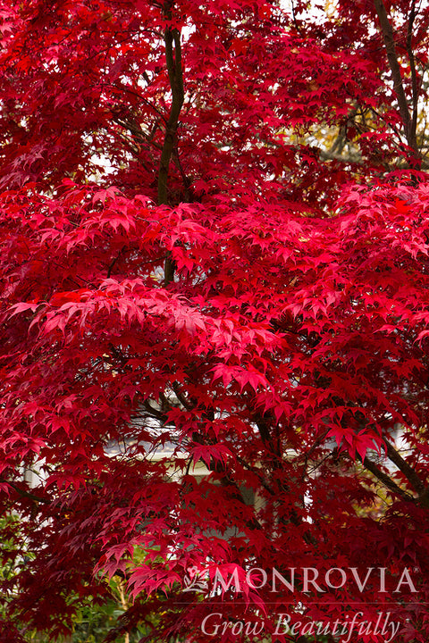 Bloodgood Japanese Maple - Monrovia