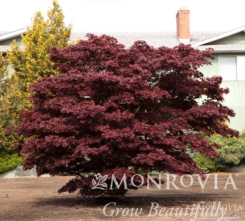 Bloodgood Japanese Maple - Thumbnail 2