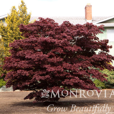 Bloodgood Japanese Maple - Monrovia
